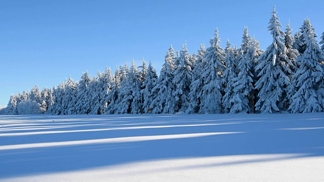 白雪皑皑的冬季景观与针叶林视频素材