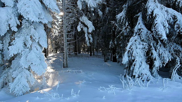 阳光普照的冬日森林里，雪花从树上缓缓飘落视频素材