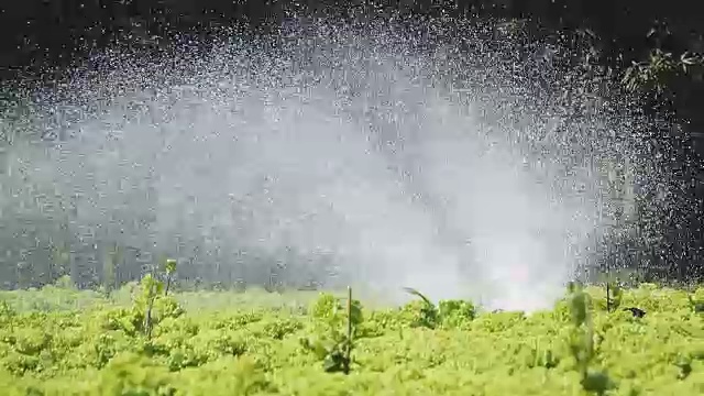 为蔬菜浇水视频素材