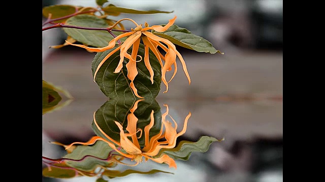 依兰依兰花在树上视频下载