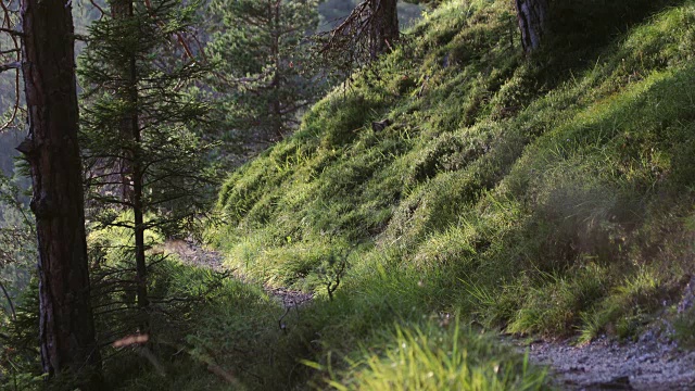 人类在森林里向山上奔跑视频素材