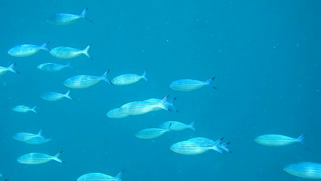 蓝燧发鱼(Caesio caerulaurea)视频素材