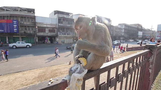 泰国华富里，猴子在吃水果视频素材