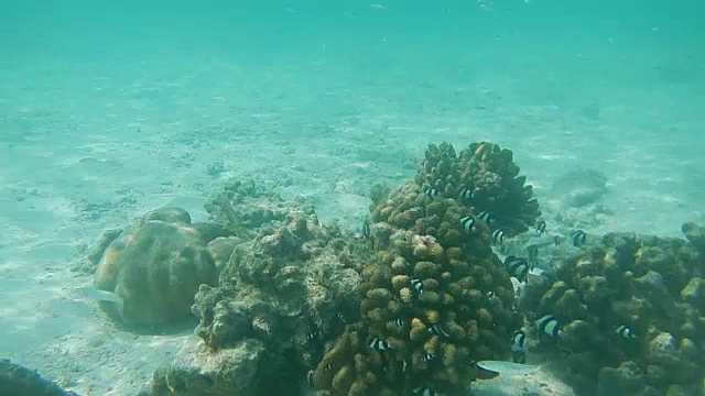 小热带鱼Dascyllus Aruanus On Pocillopora(疣珊瑚)视频素材