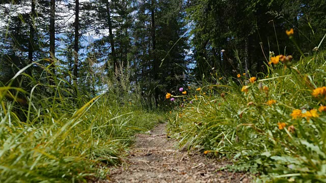 人类在森林里向山上奔跑视频素材