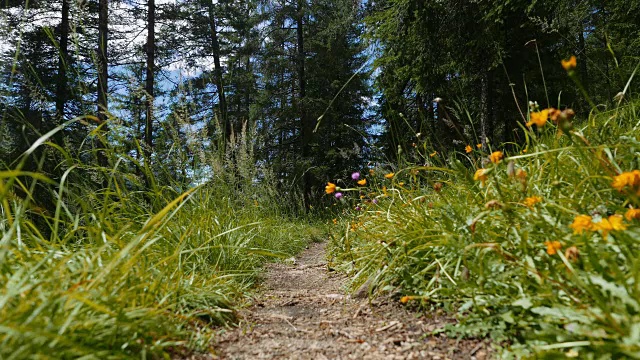 人类在森林里向山上奔跑视频素材