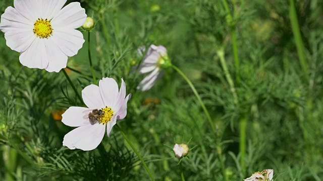 蜜蜂在花上采花粉视频素材