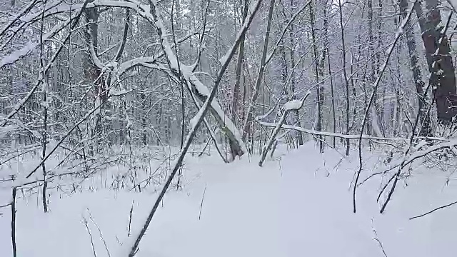 一场雪后冬季森林的全景图。视频素材