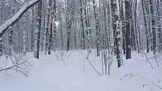 一场雪后冬季森林的全景图。视频素材