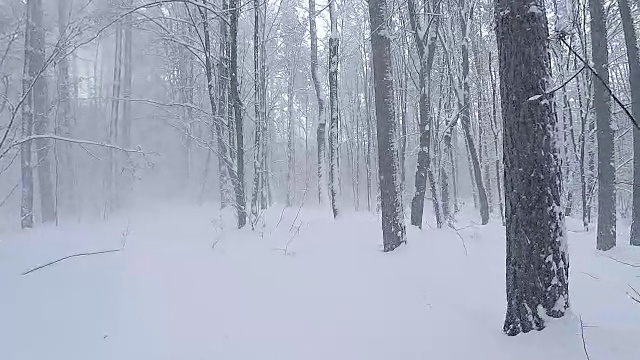 冬季森林的全景。雪从树枝上落下。视频素材