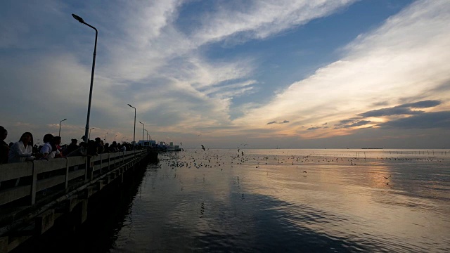 夕阳下的天空中有4k只海鸥视频素材