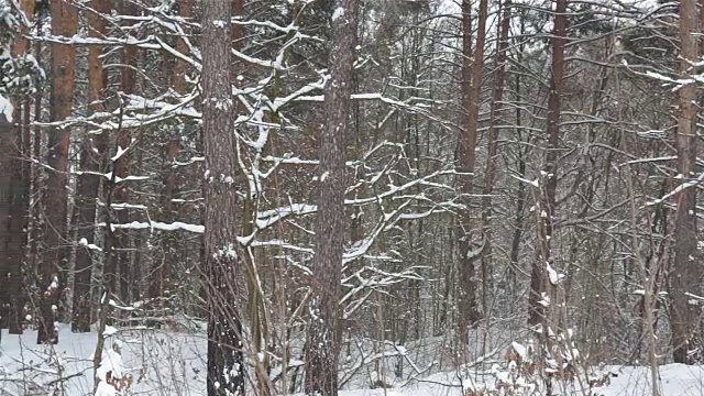 冬季降雪期间的森林全景图。视频素材