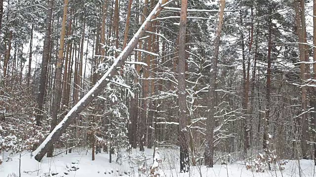 降雪期间的松林。视频素材