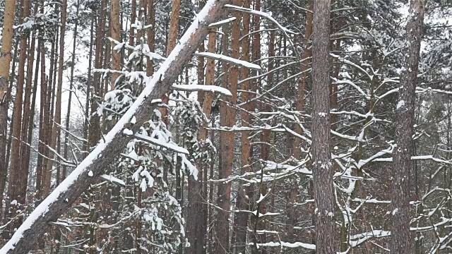 降雪期间的松林。视频素材