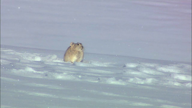 鼠兔在雪视频素材