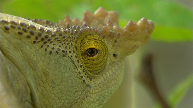 树冠变色龙(Furcifer willsii)在树上环顾四周视频素材