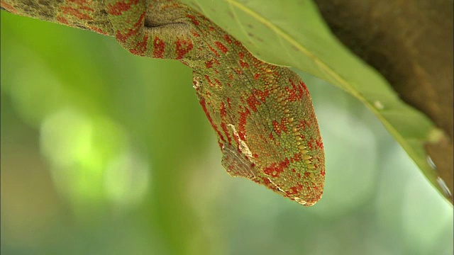 黑豹变色龙(Furcifer pardalis)环顾四周视频素材