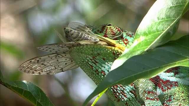 黑豹变色龙(Furcifer pardalis)吃它的猎物视频素材