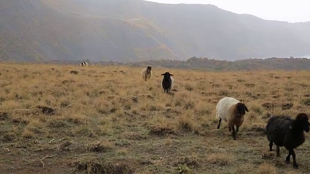 一群羊在山上奔跑视频下载