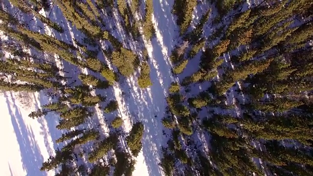 滑雪穿过森林视频素材