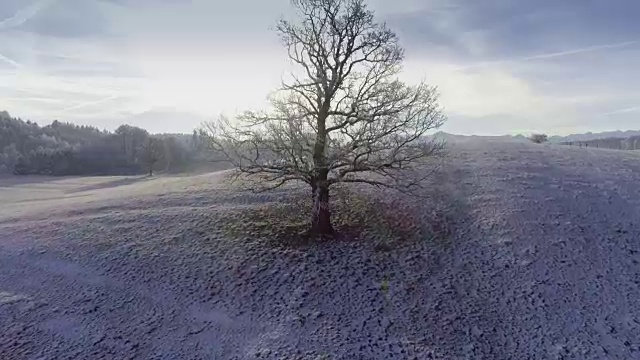 白雪皑皑的冬季景观与森林和山脉视频素材