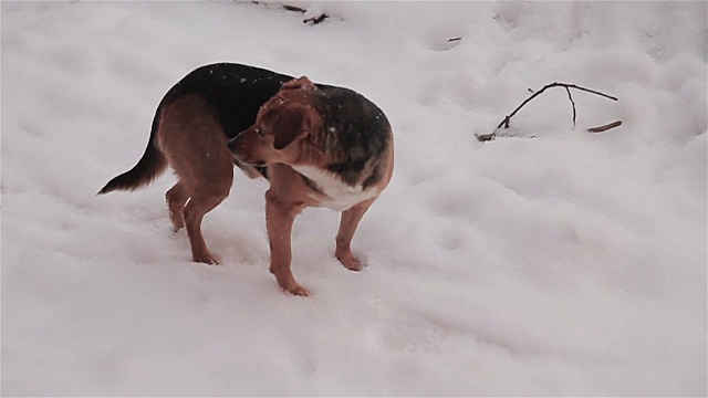 雪地里的流浪狗视频素材