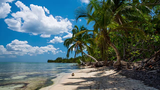 古巴:旅游:古巴猪湾的热带海滩视频素材