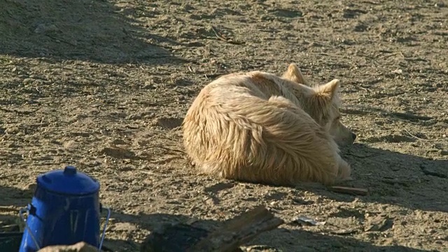 显示加拿大育空地区克朗代克地区一个营地的序列。视频素材