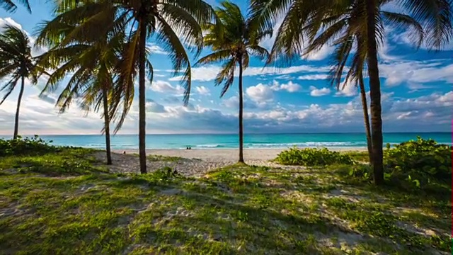 古巴:旅行:斯坦尼康拍摄的热带海滩与棕榈树在巴拉德罗视频素材