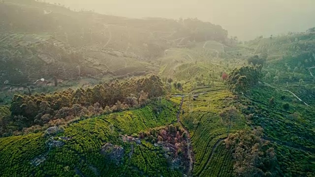 斯里兰卡茶园鸟瞰图视频素材