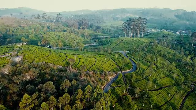 斯里兰卡茶园鸟瞰图视频素材