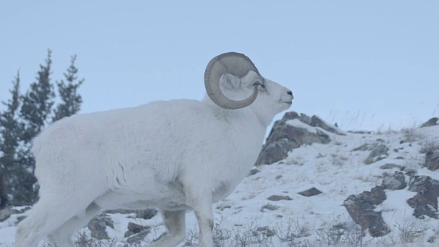 统治山羊骄傲地站着视频下载