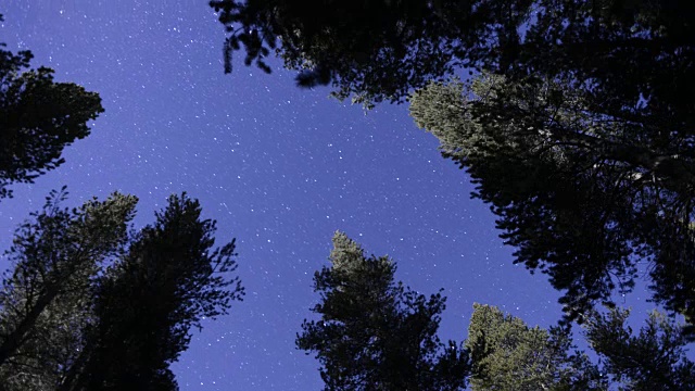 从森林地面上看夜空视频素材