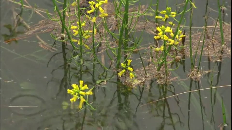 雨点落在黄色的池塘花上。视频素材