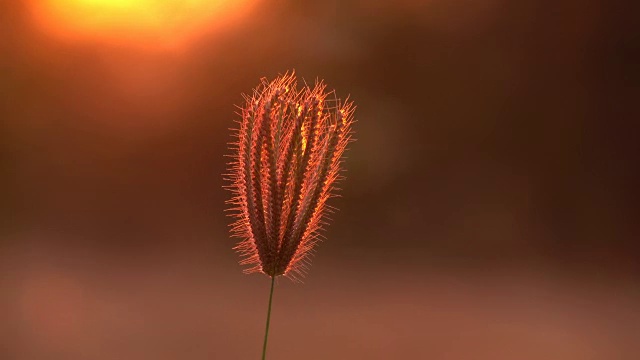 花在阳光下，视频4K视频素材