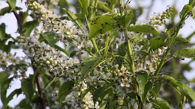 群蚊子视频下载