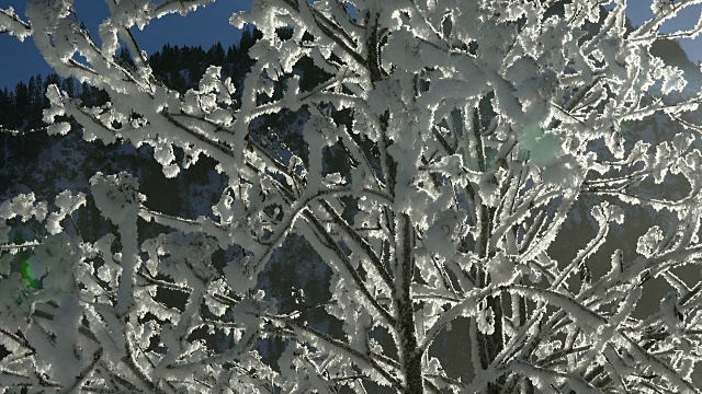 冬天的雪枝视频素材