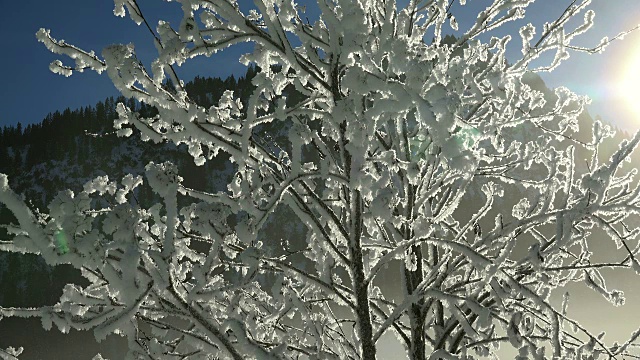 冬天的雪枝视频素材