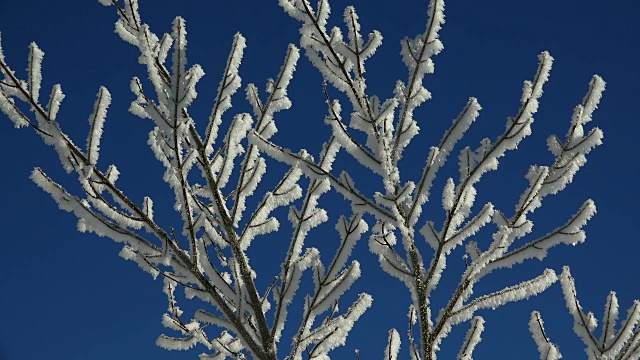 冬天的雪枝视频素材