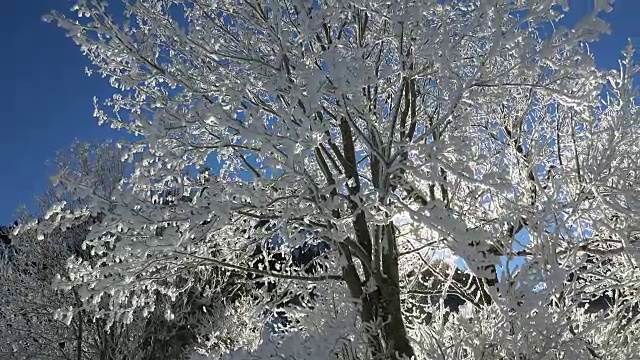 冬天的雪枝视频素材