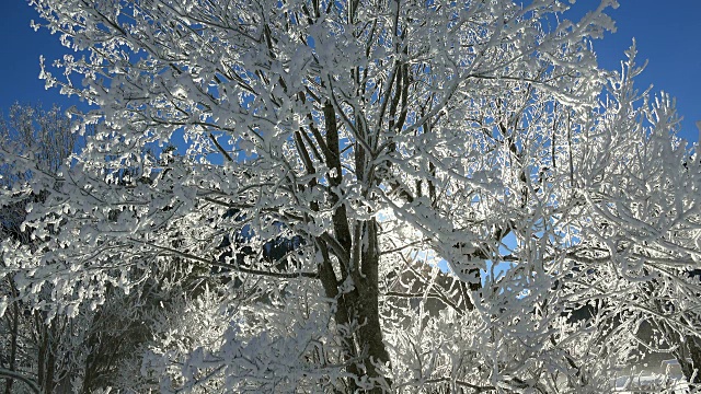 冬天的雪枝视频素材