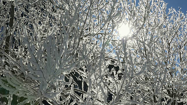 冬天的雪枝视频素材