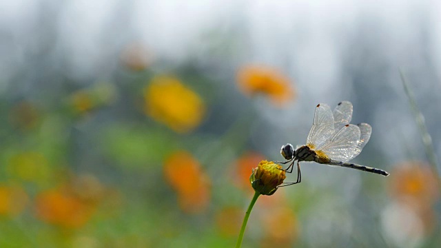 宇宙花上的蜻蜓。视频素材