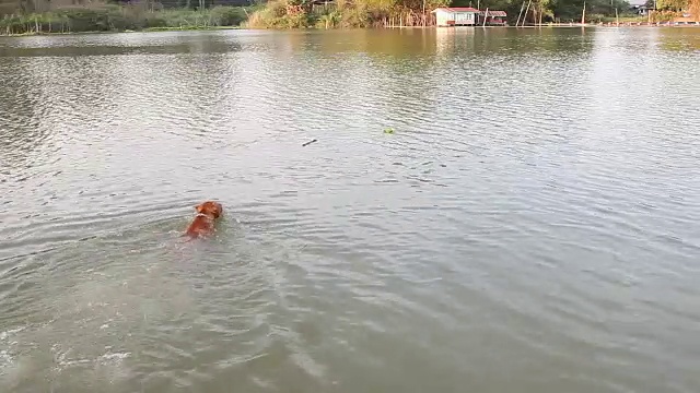 斗牛，狗在河里游泳和瓶子视频素材