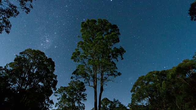 在澳大利亚的雨林中，星星围绕着一棵孤零零的树旋转视频下载