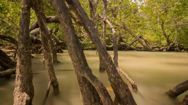 潮水涌来，淹没了红树林的树根视频下载