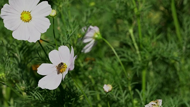 蜜蜂在花上采花粉视频素材