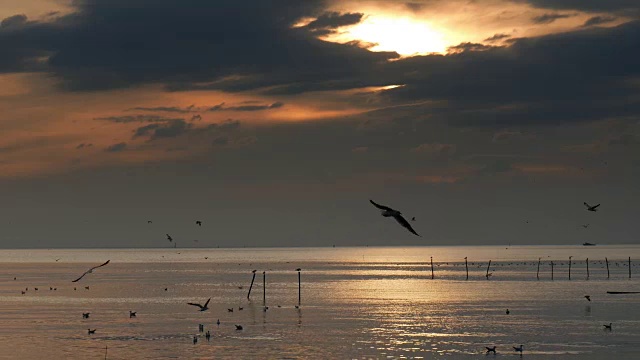 夕阳下的天空中有4k只海鸥视频素材