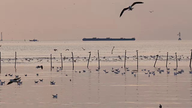 夕阳下的天空中有4k只海鸥视频素材