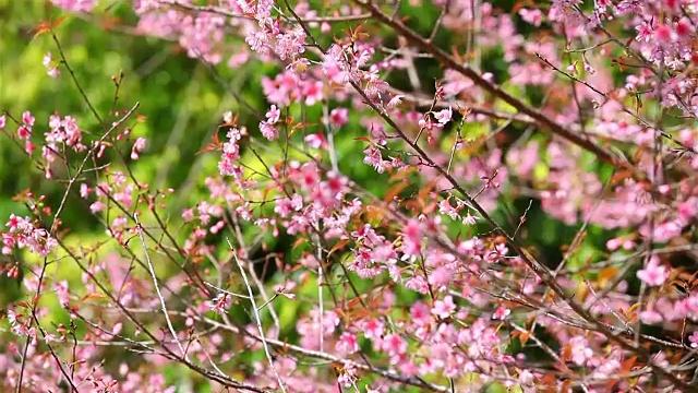 春天的樱花视频素材